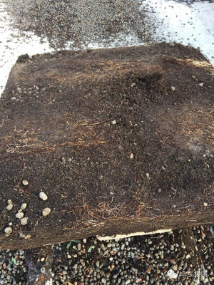 卓寶科技再添兩款耐根穿刺防水卷材，持續引領行業創新